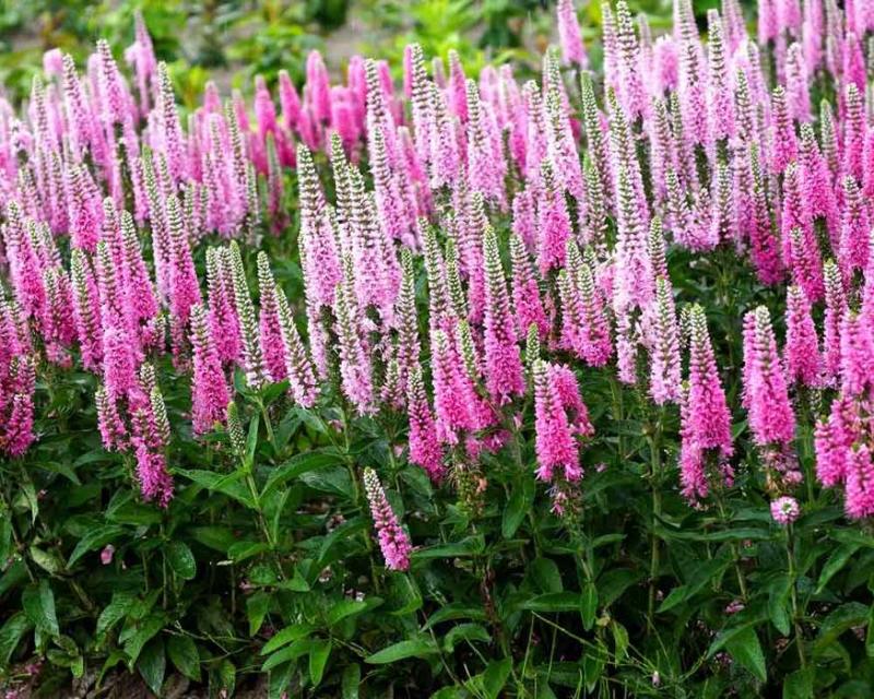 Veronica longifolia pink   -розова вероника, висока (1230)